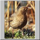 Turdus merula - Amsel w01.jpg